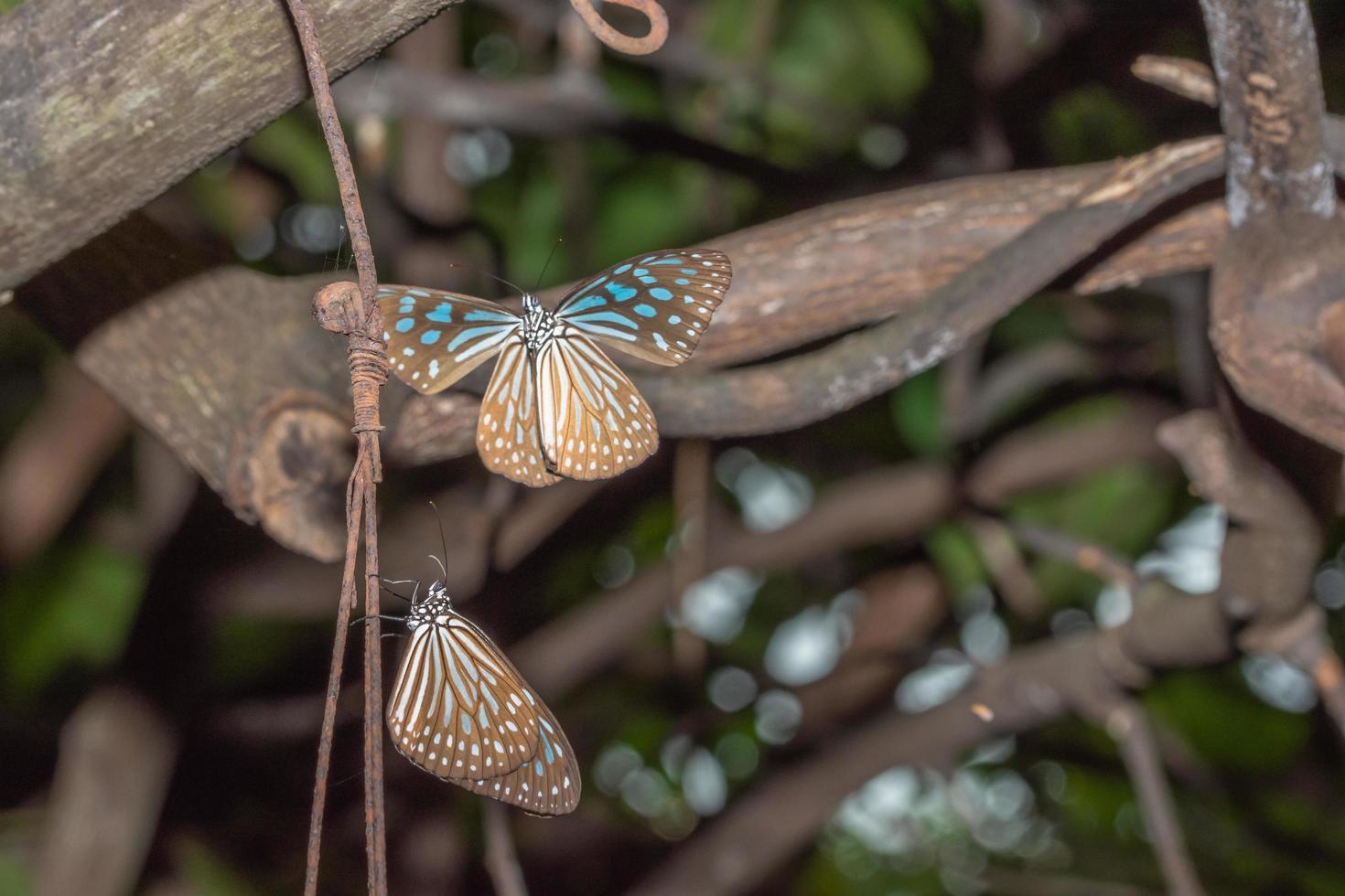 mariposas en la naturaleza foto