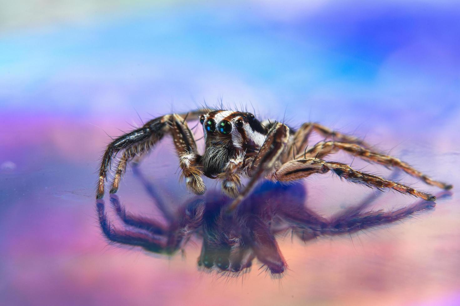 Macro spider colorful background photo