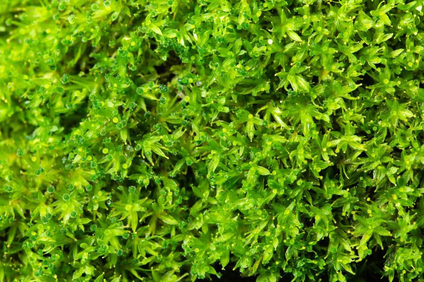 Green moss background photo