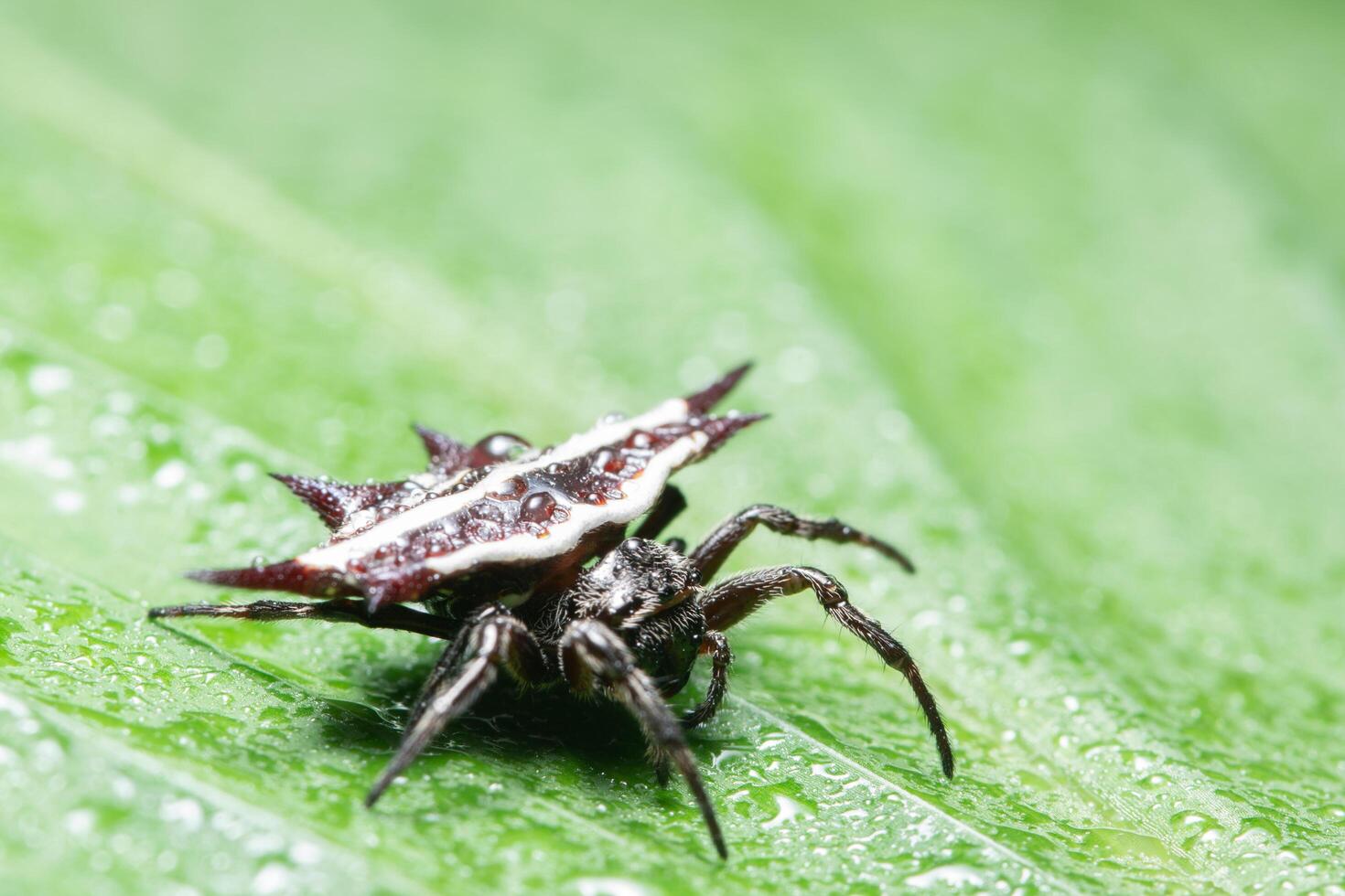 araña en una hoja foto