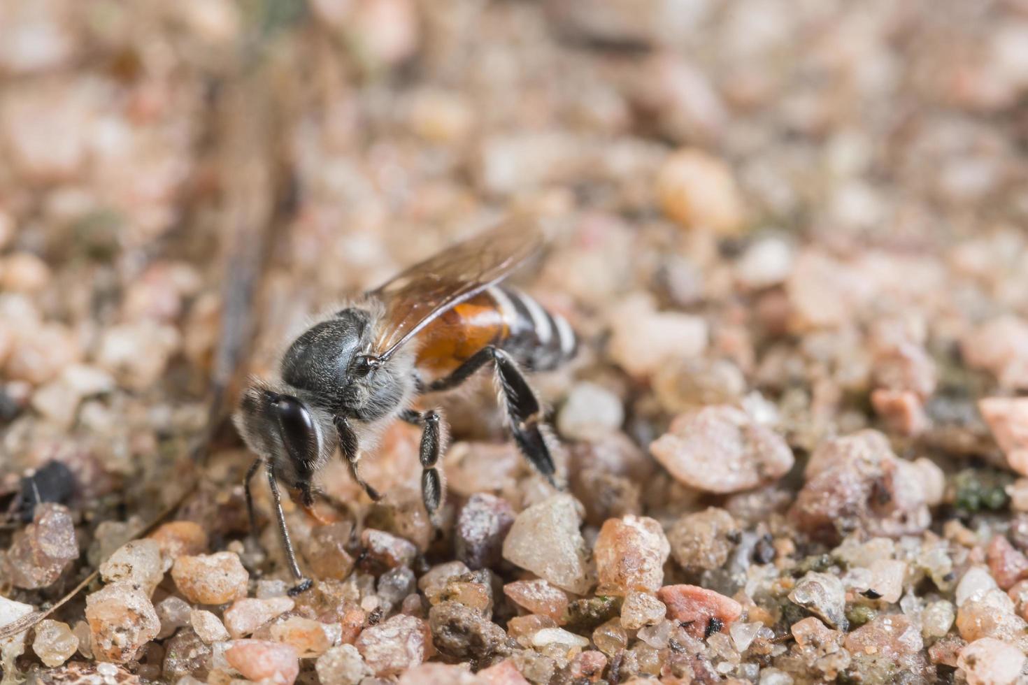 Bee on the ground photo