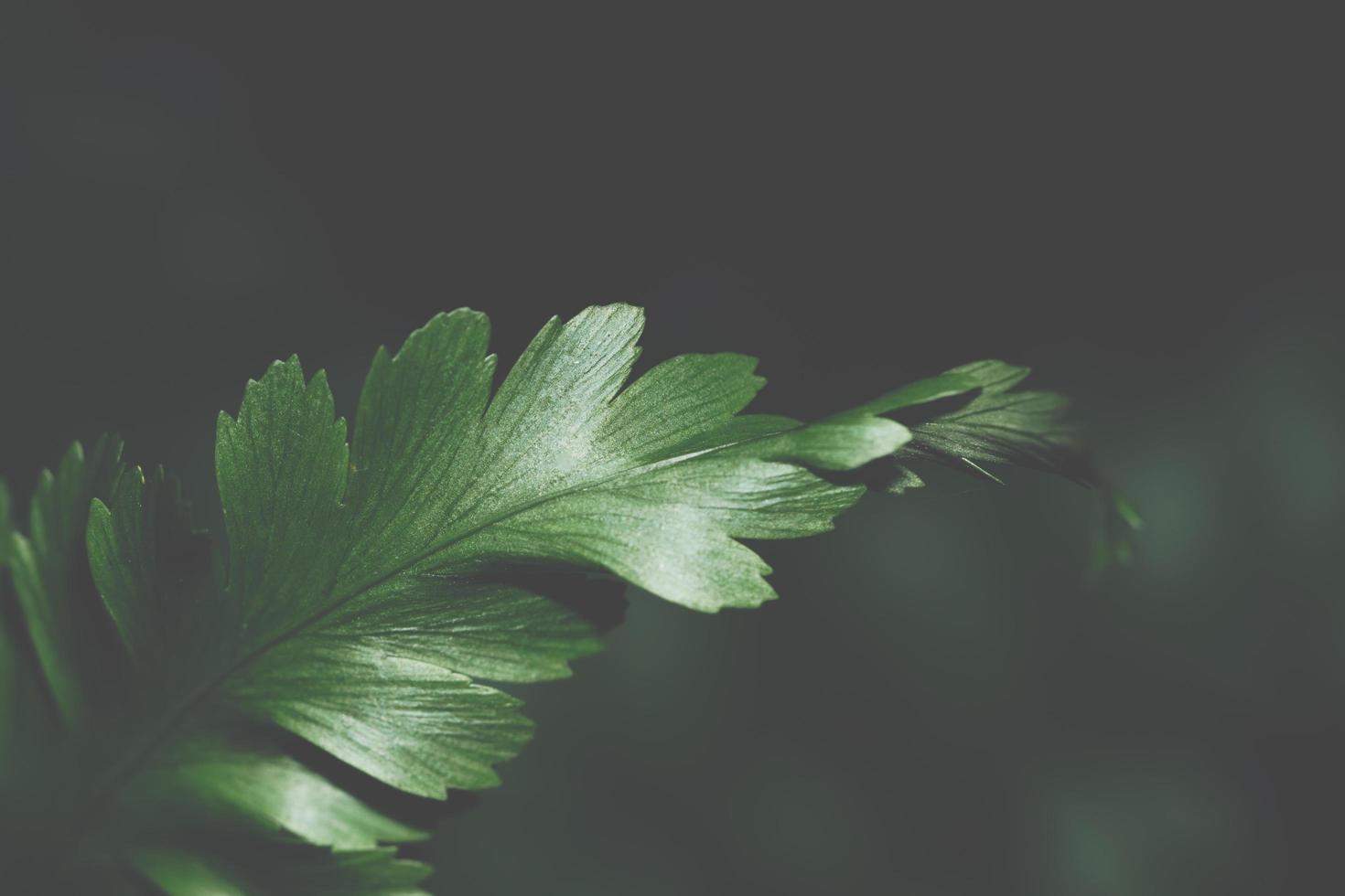 Dark leaf background photo