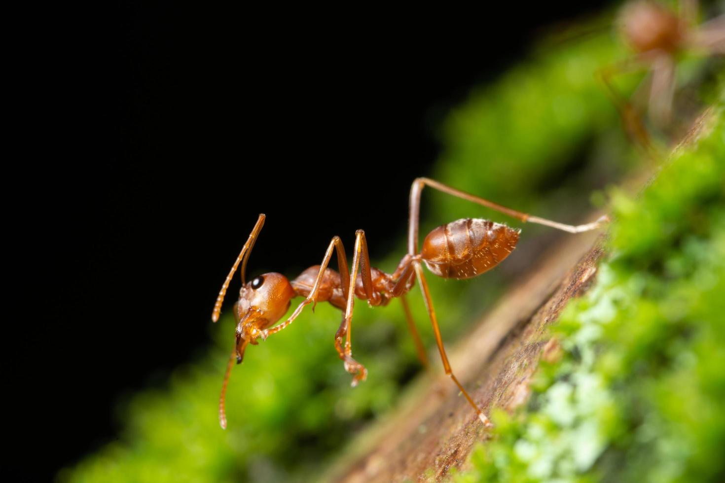 hormiga en una planta foto