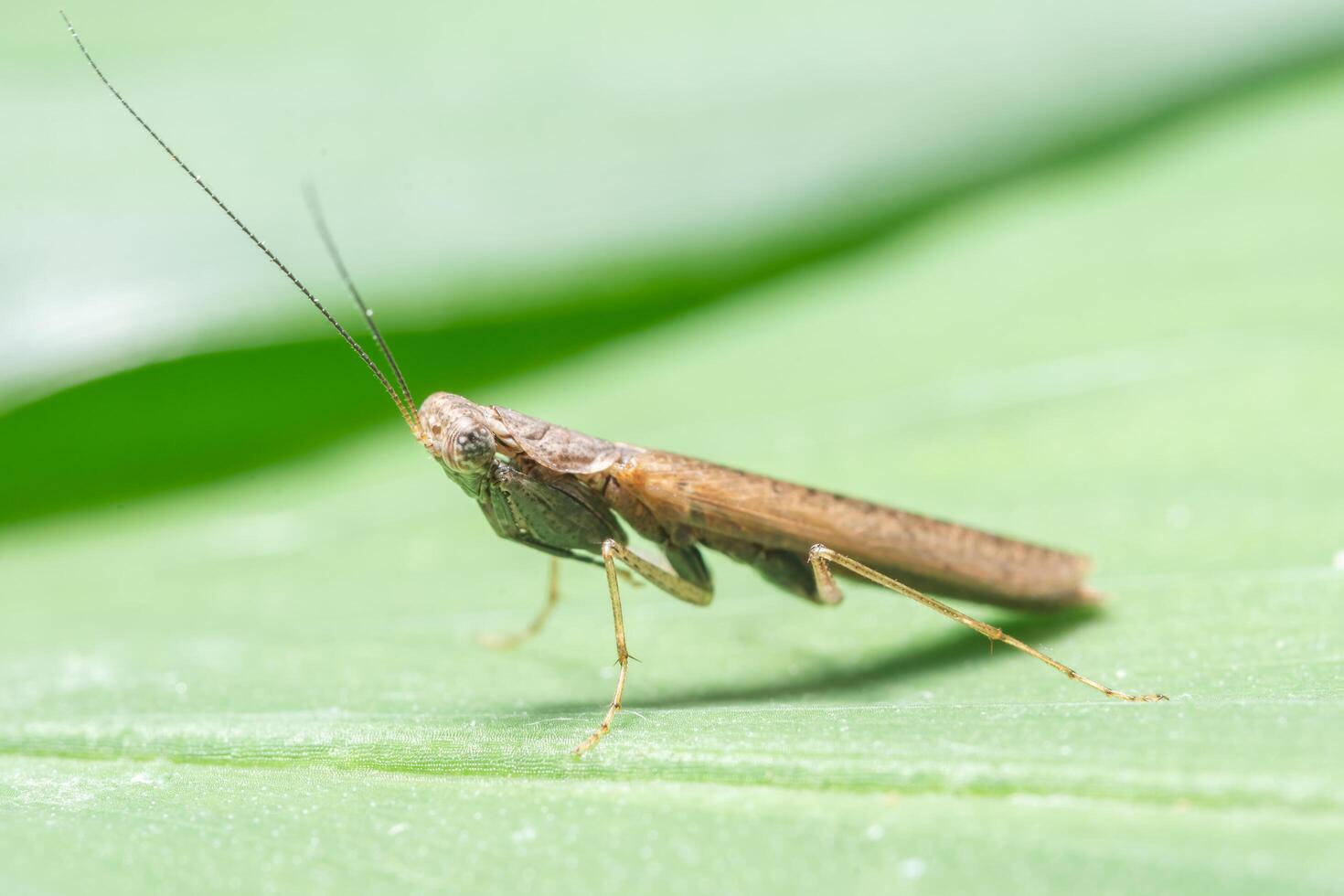 mantis en una hoja foto