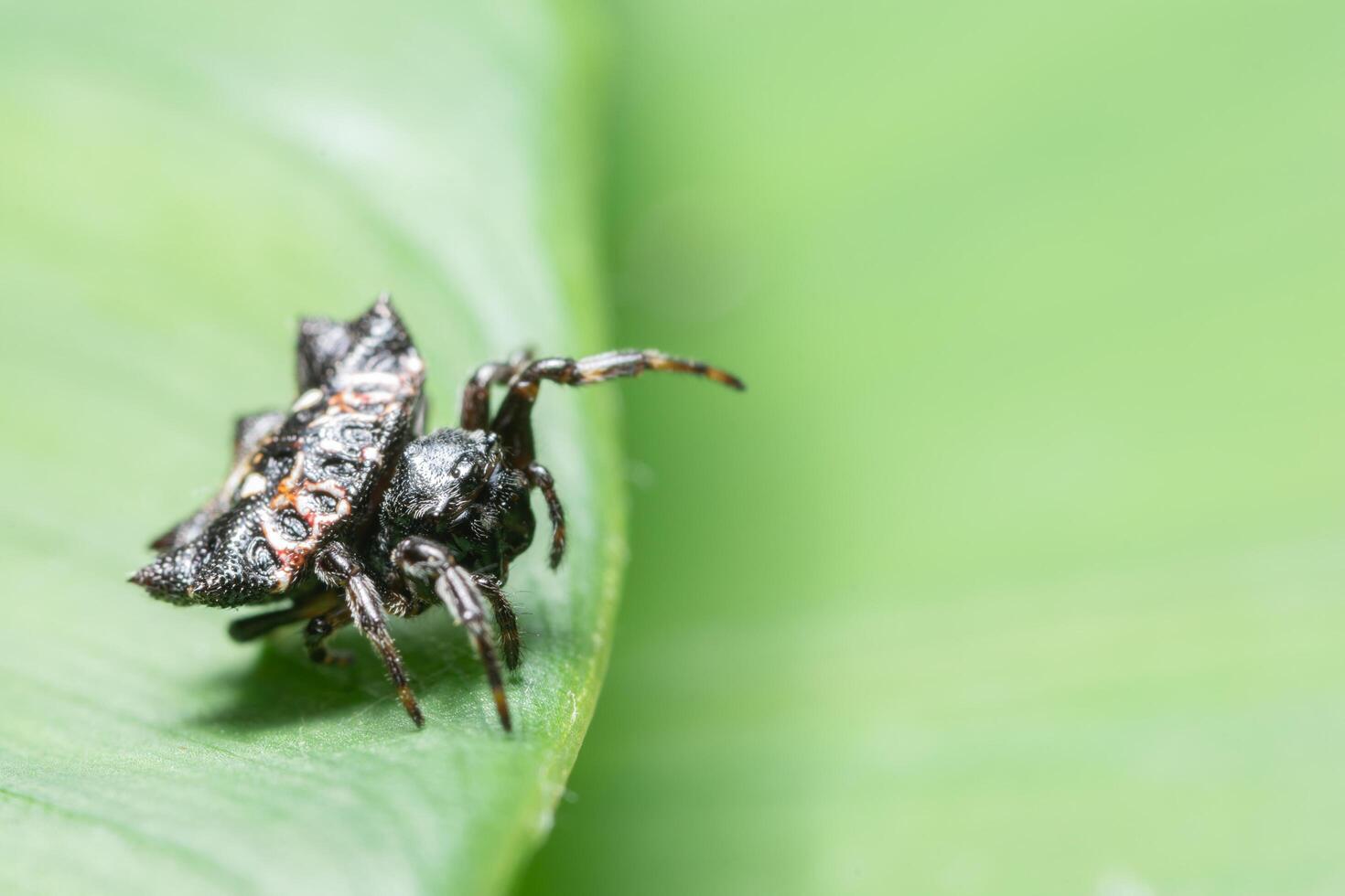 araña en una hoja foto