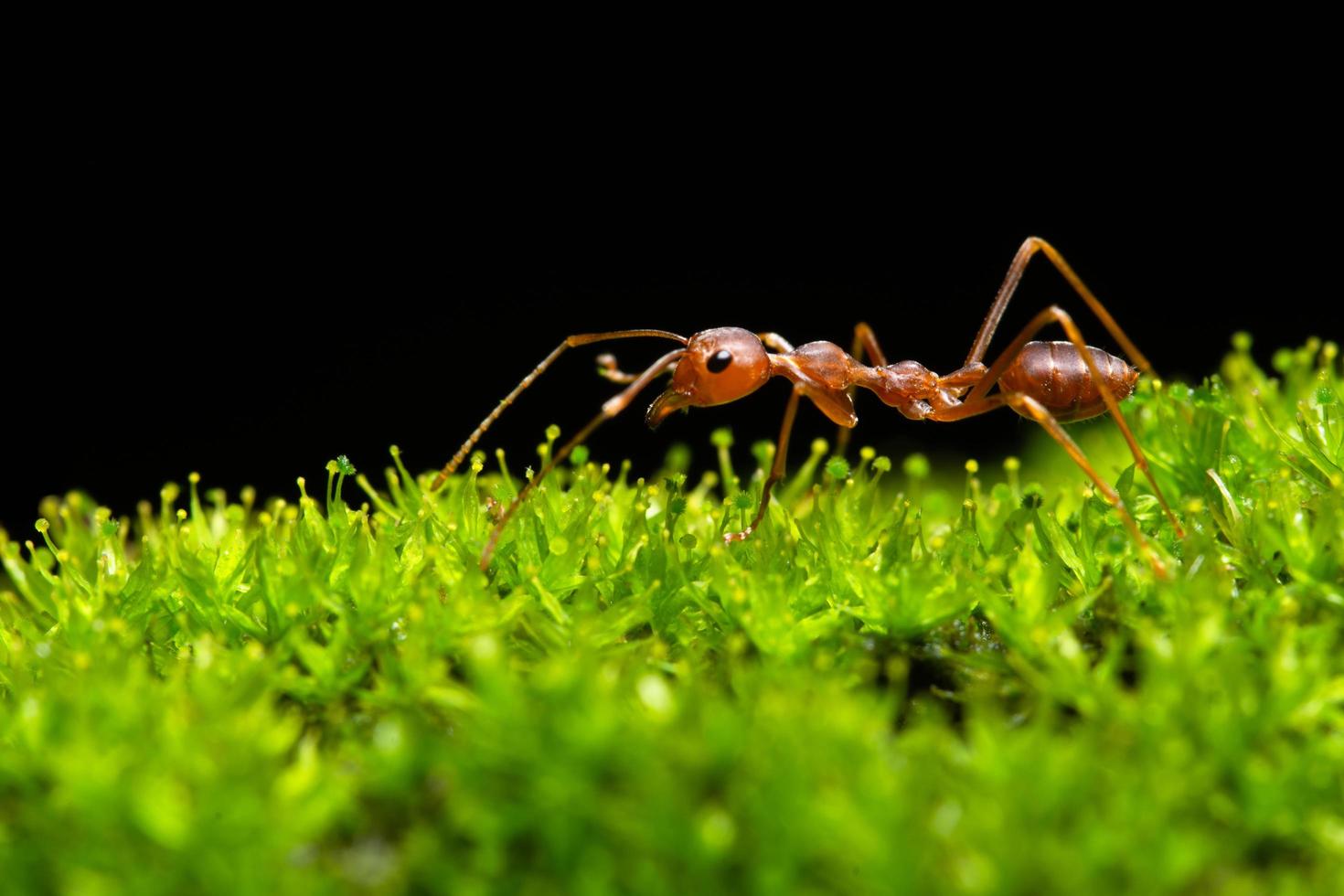 Ant in the grass photo