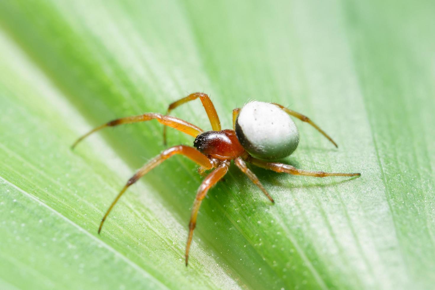 araña en una hoja foto