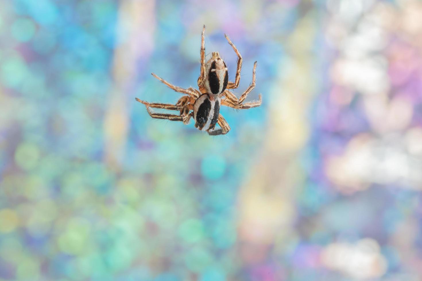 araña sobre un fondo colorido foto