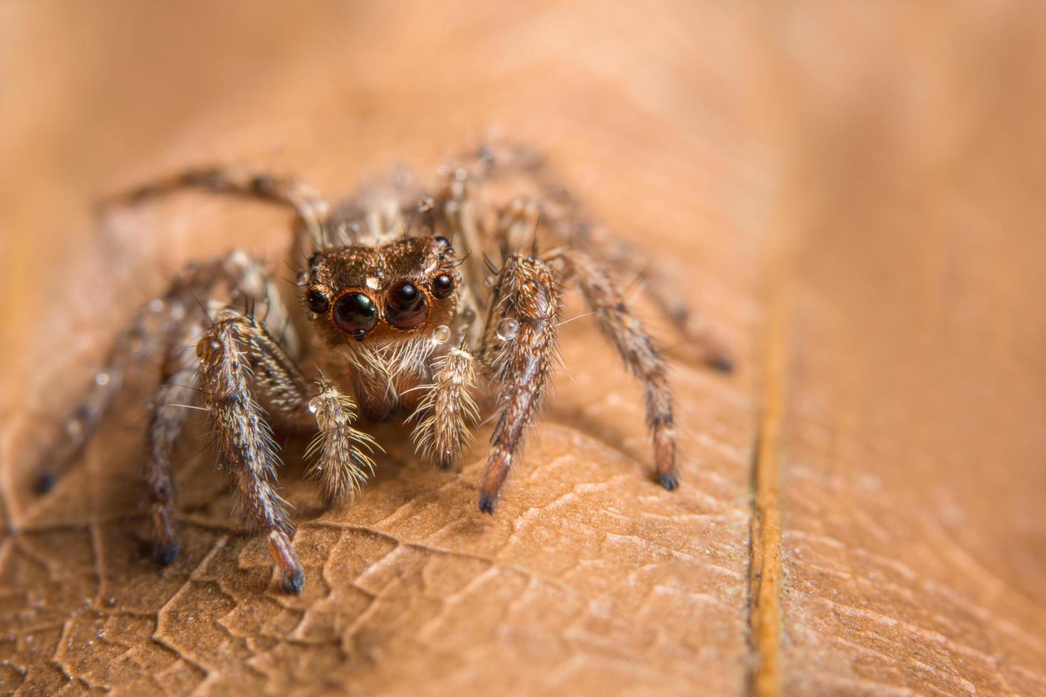 araña en una hoja foto