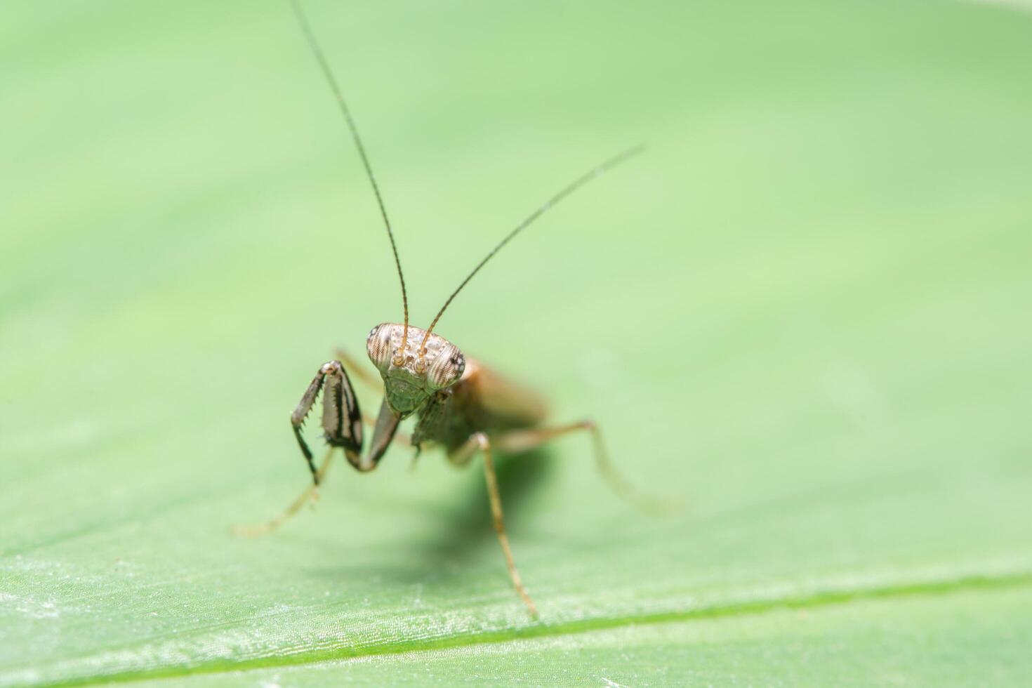 mantis en una hoja foto