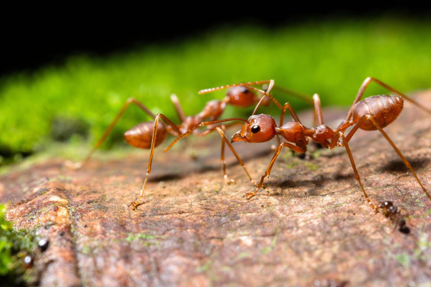 hormigas, foto de primer plano