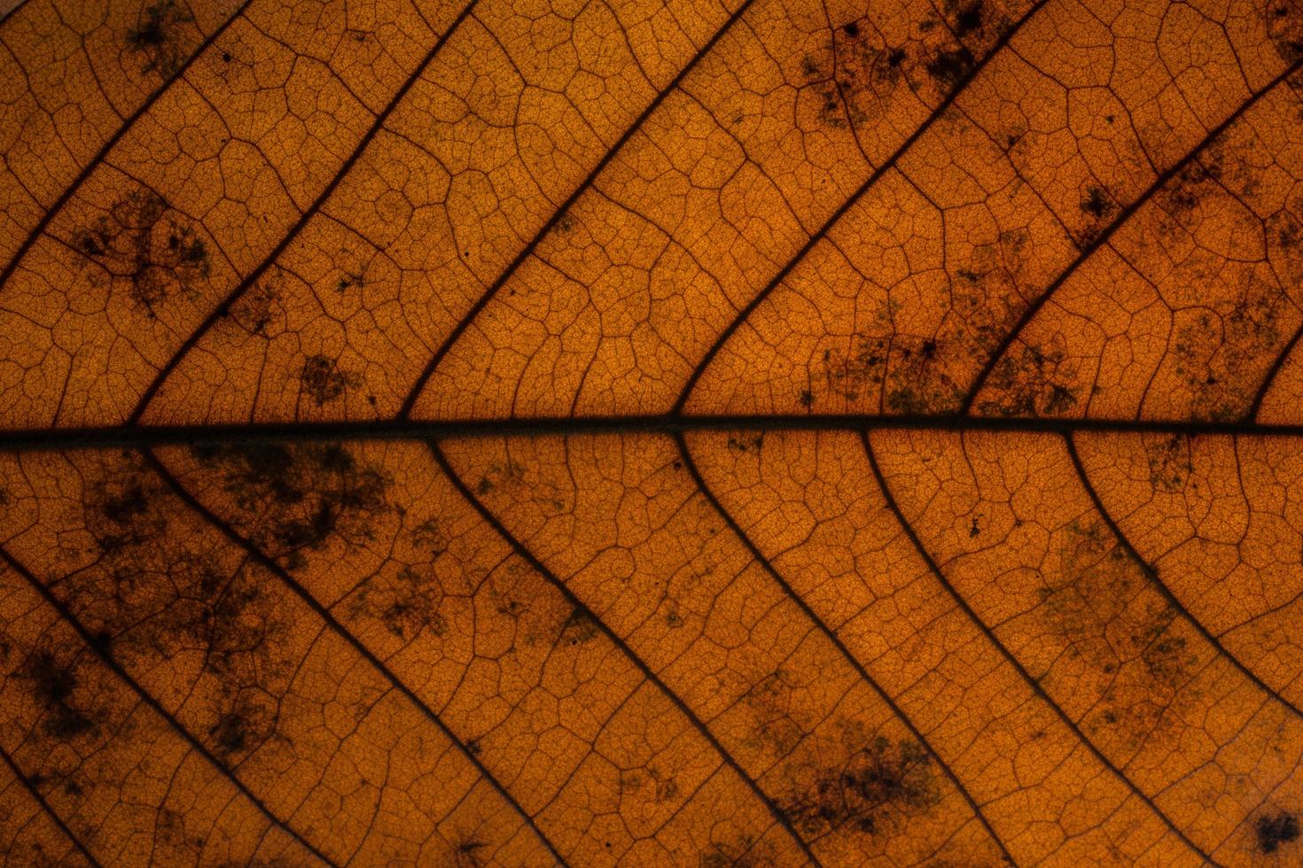 Dark dry leaf background photo