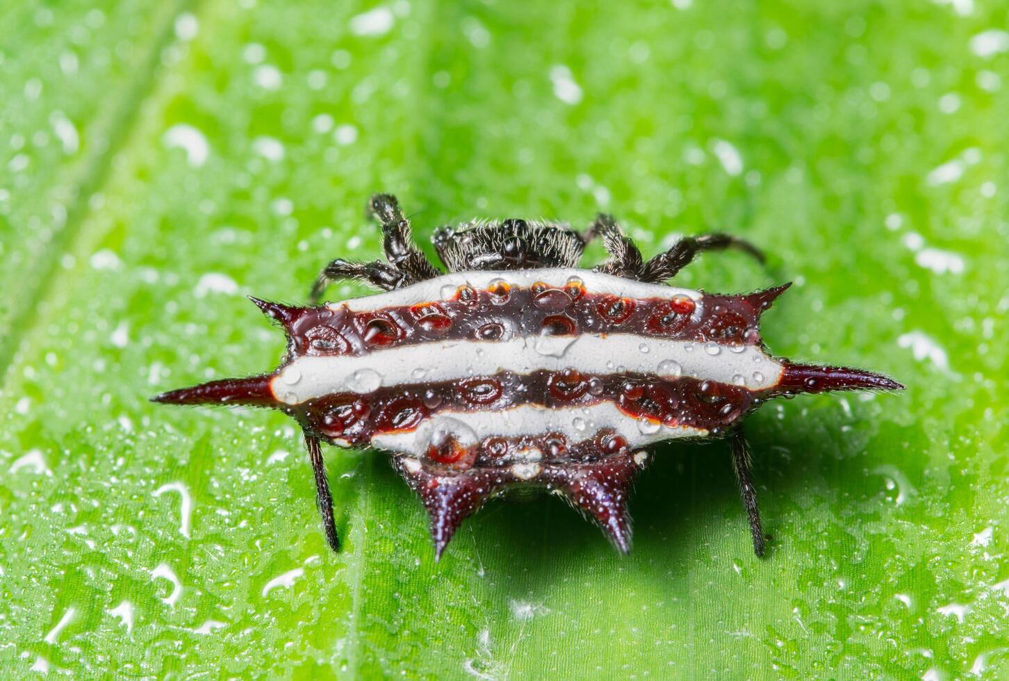 Spider on a leaf photo