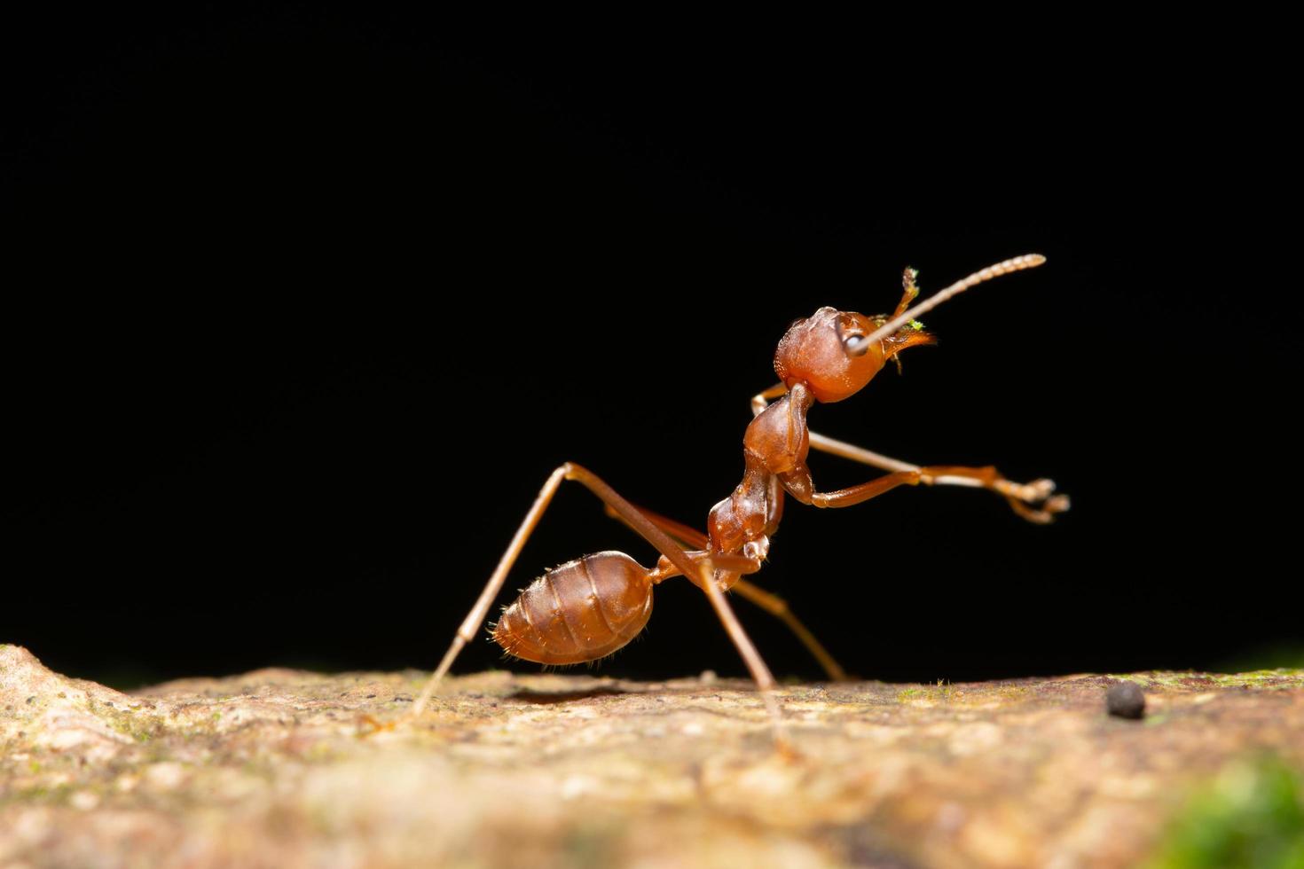 Ant, close-up photo