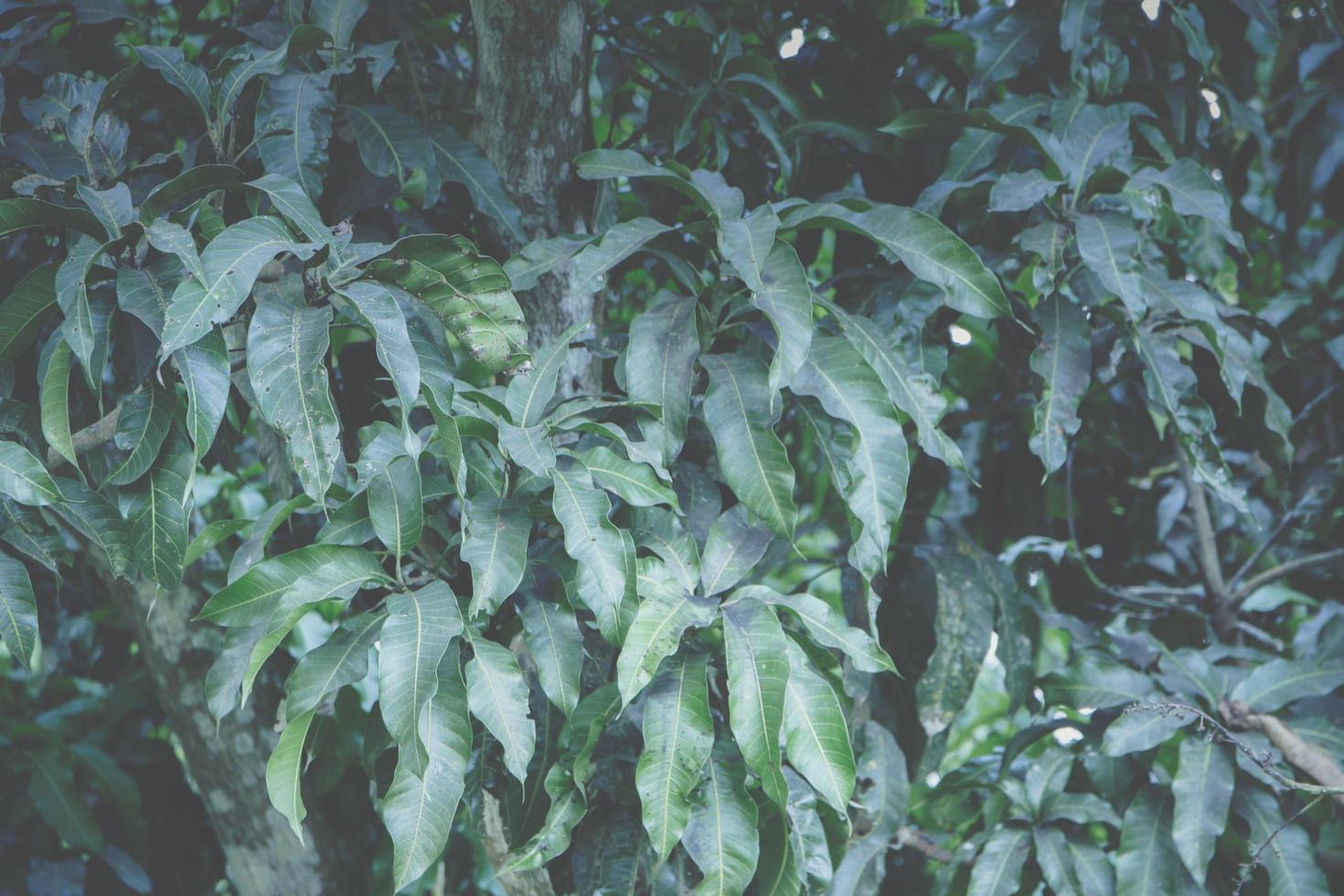 Green leaf background photo