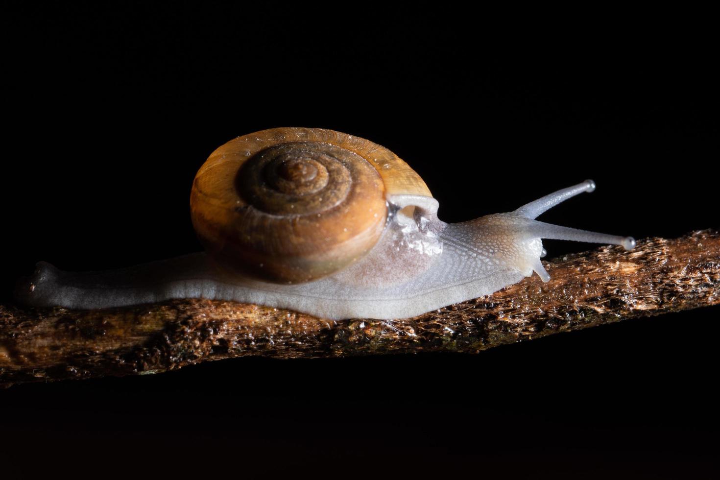 Snail on a branch photo