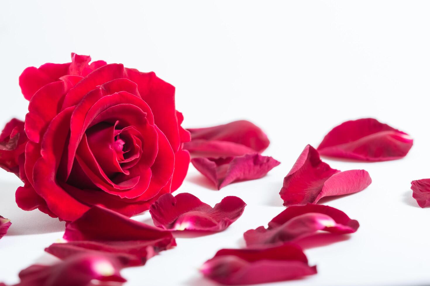 Red rose on white background photo