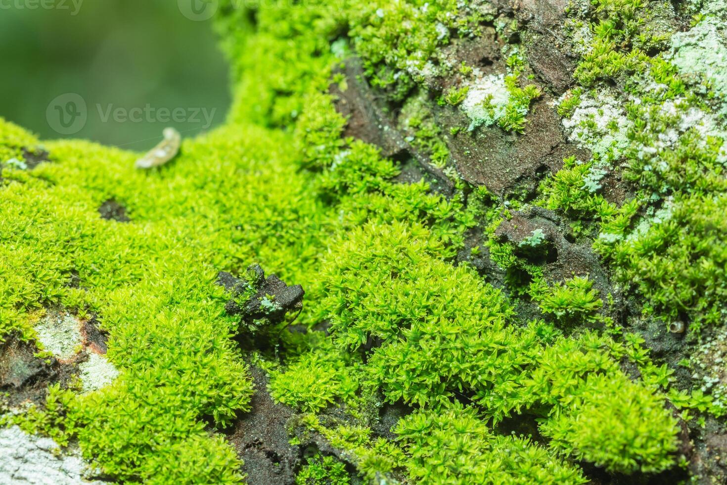 A close up of green moss on a tree photo