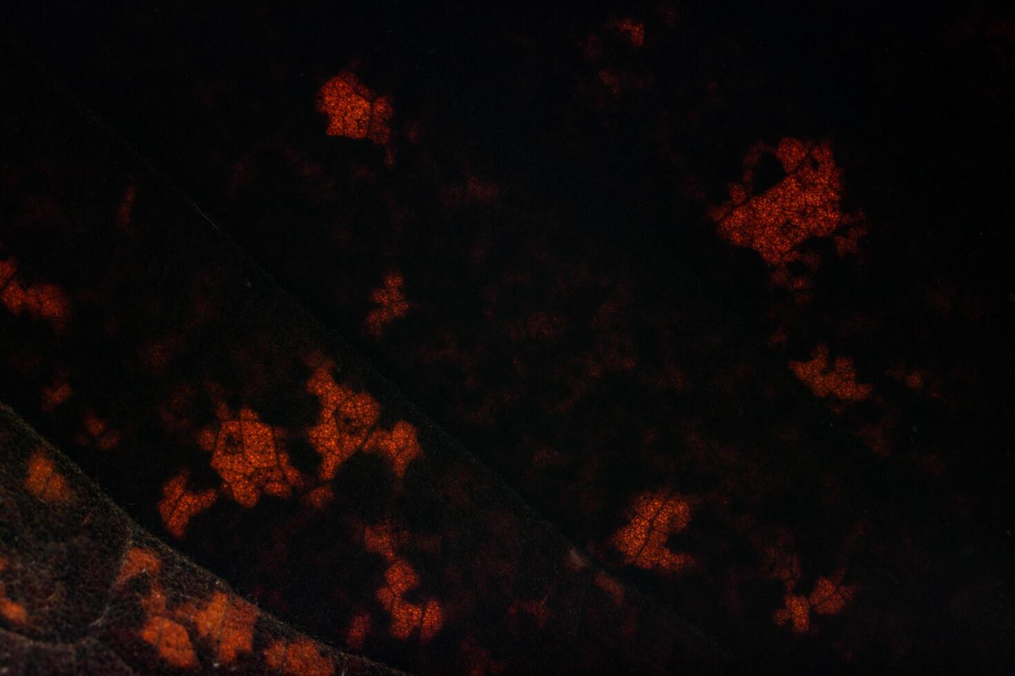 Dark dry leaf background photo