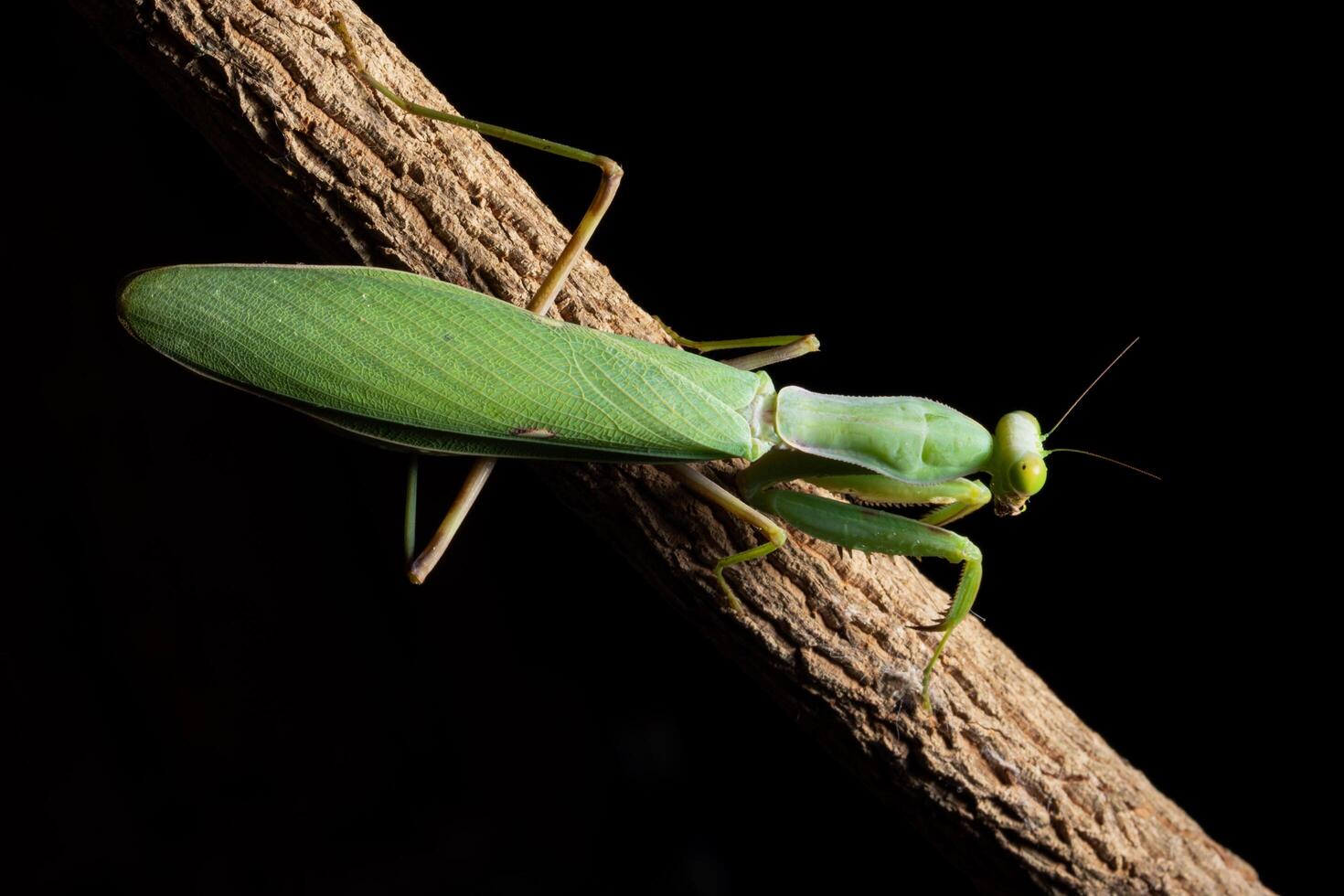 mantis verde en una rama foto