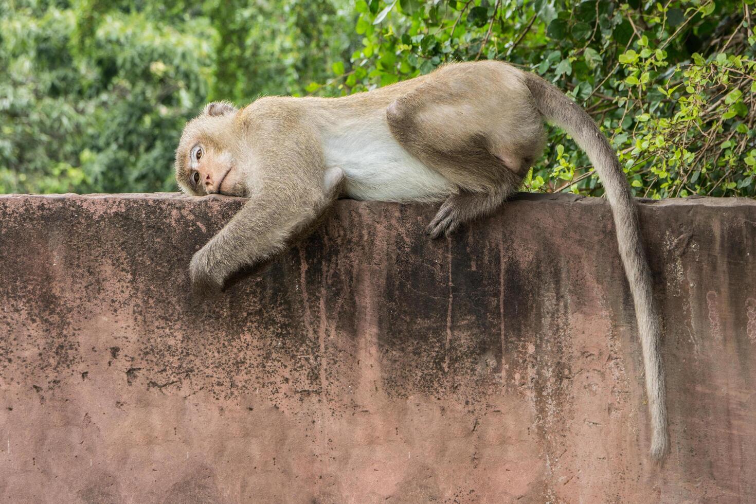 Monkey on a wall photo