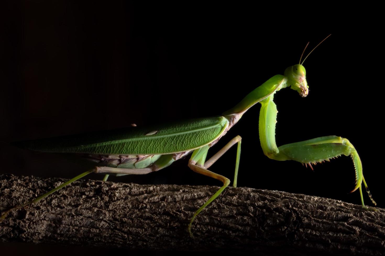 Green mantis on a branch photo