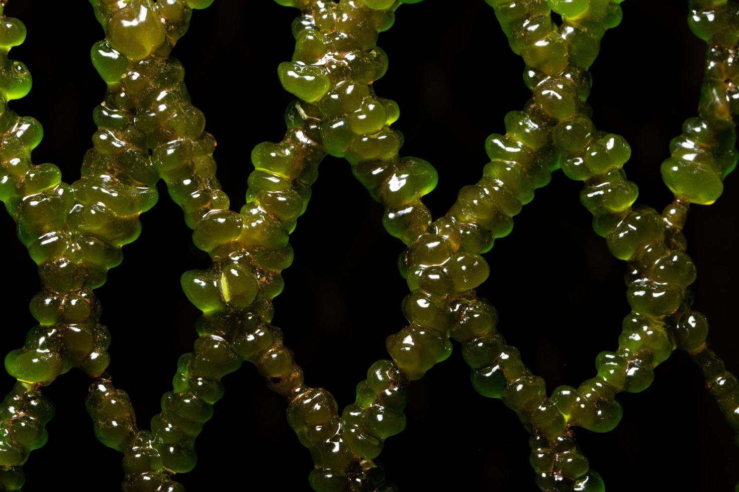 Green algae in a rectangular grid photo