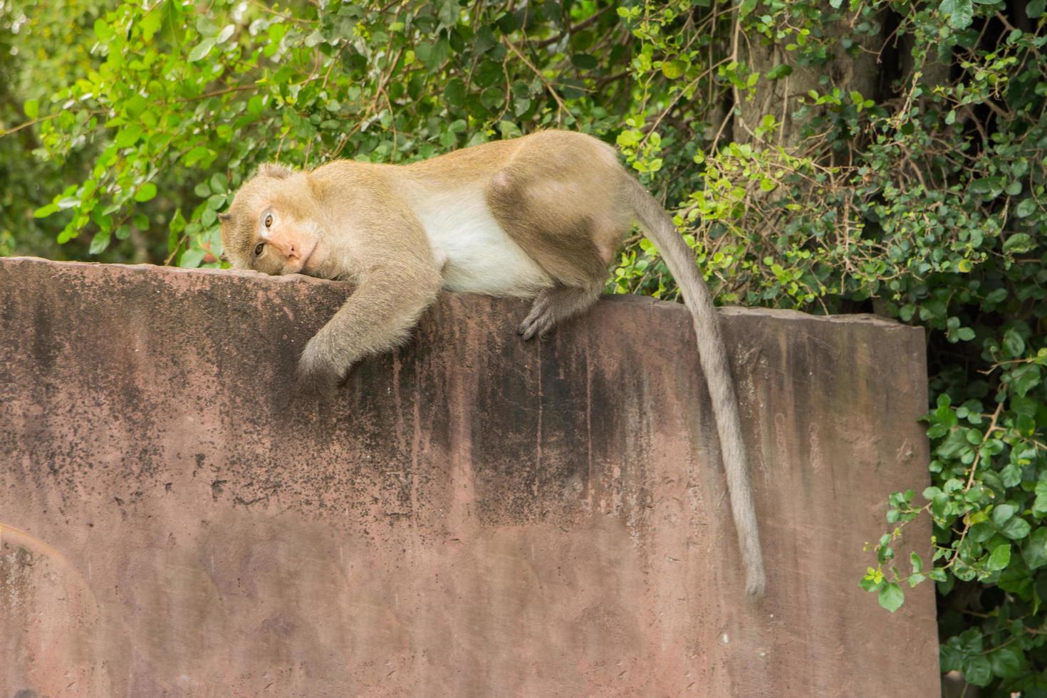 Monkey on a wall photo