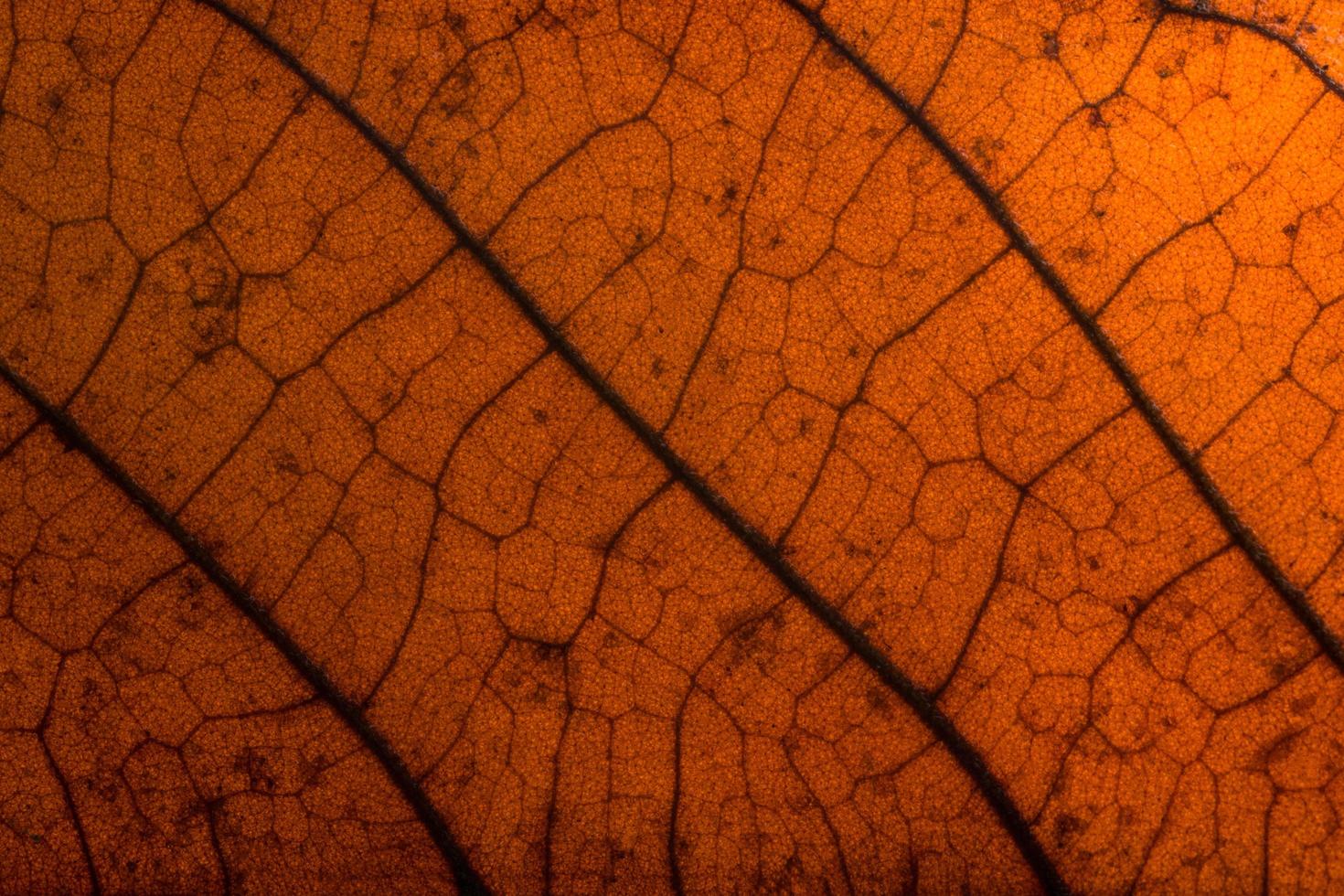 fondo oscuro de la hoja seca foto