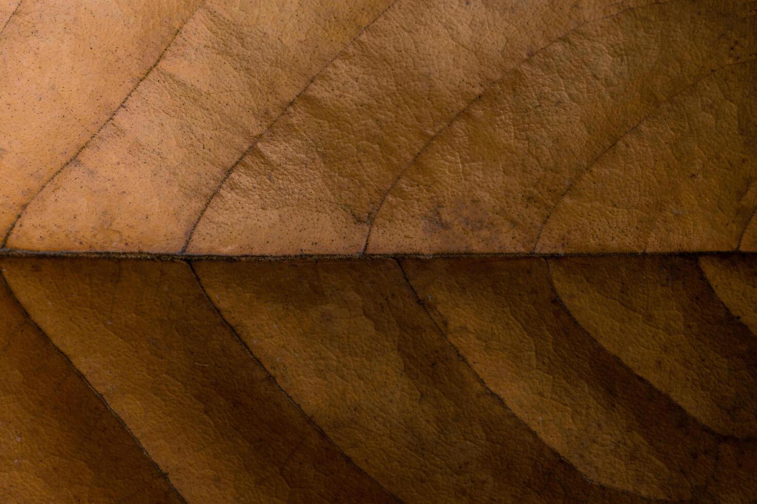 Dark dry leaf background photo