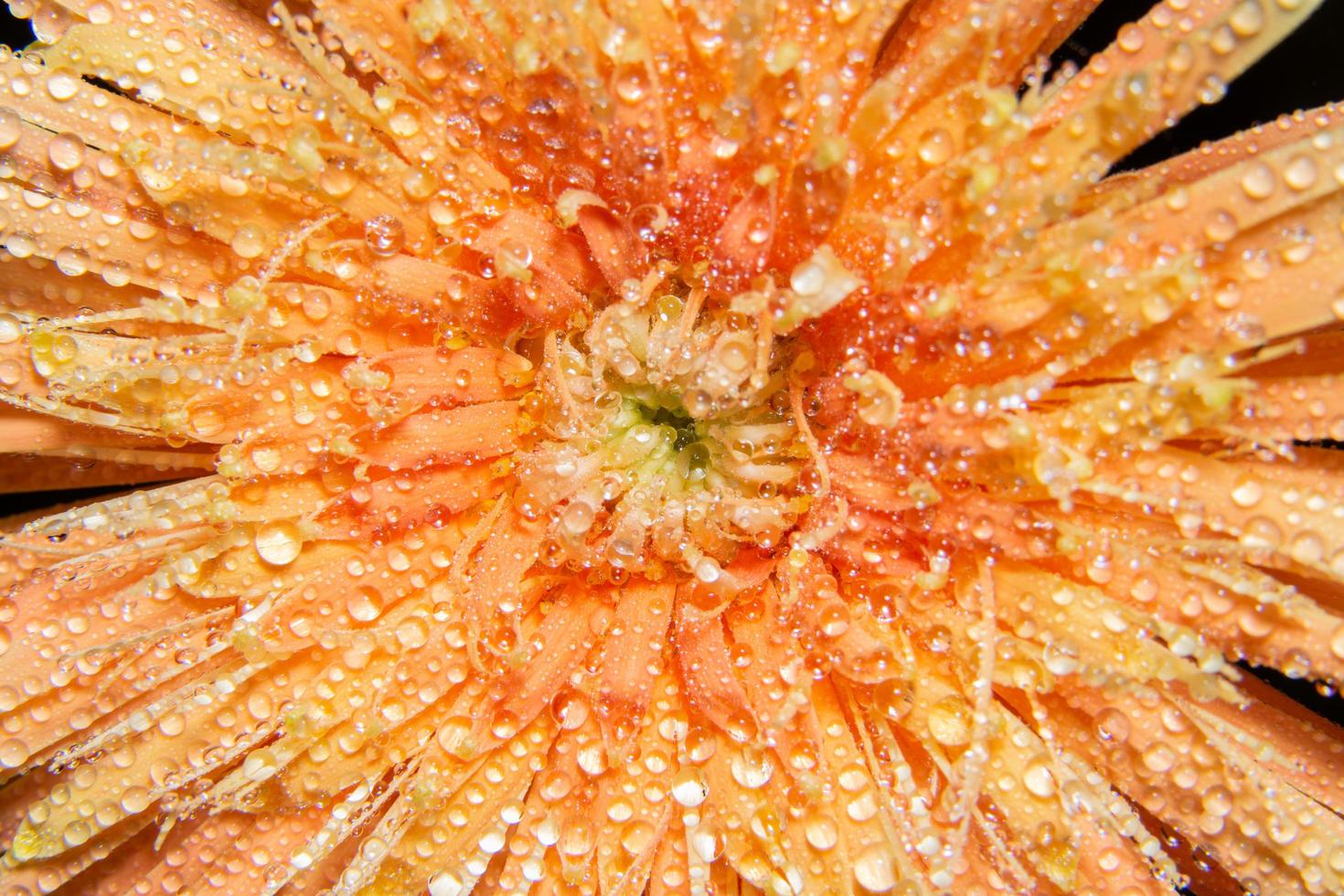 Gotas de agua sobre pétalos de flores de naranja, close-up foto