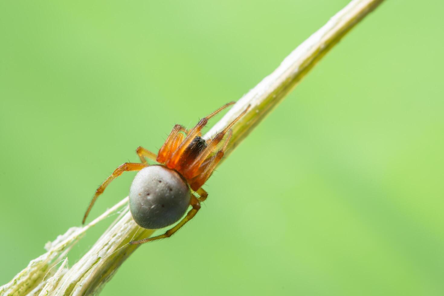 Spider on a plant photo