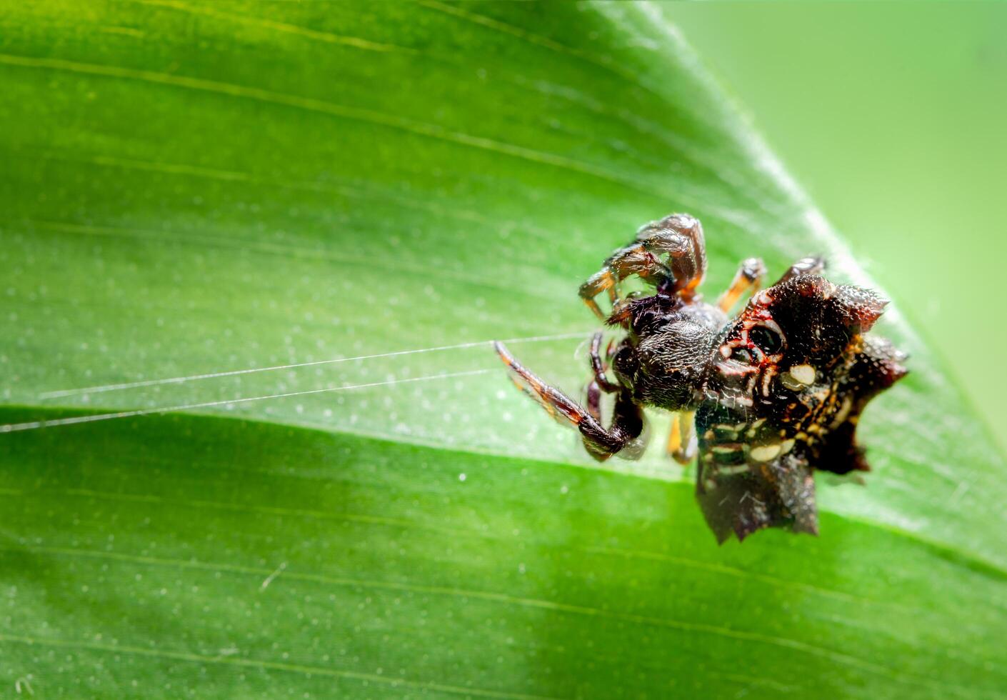 araña en una planta foto