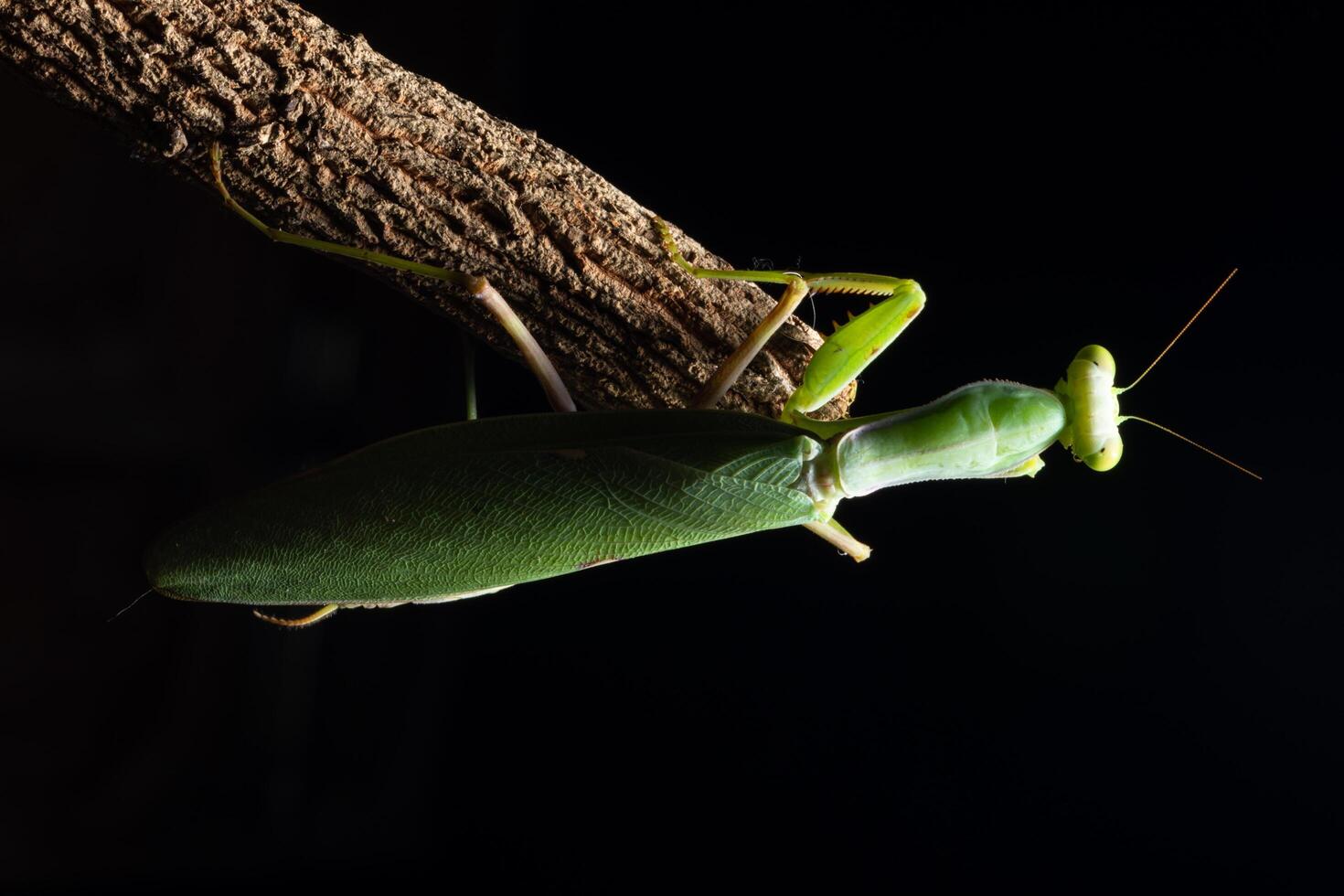 mantis verde en una rama foto