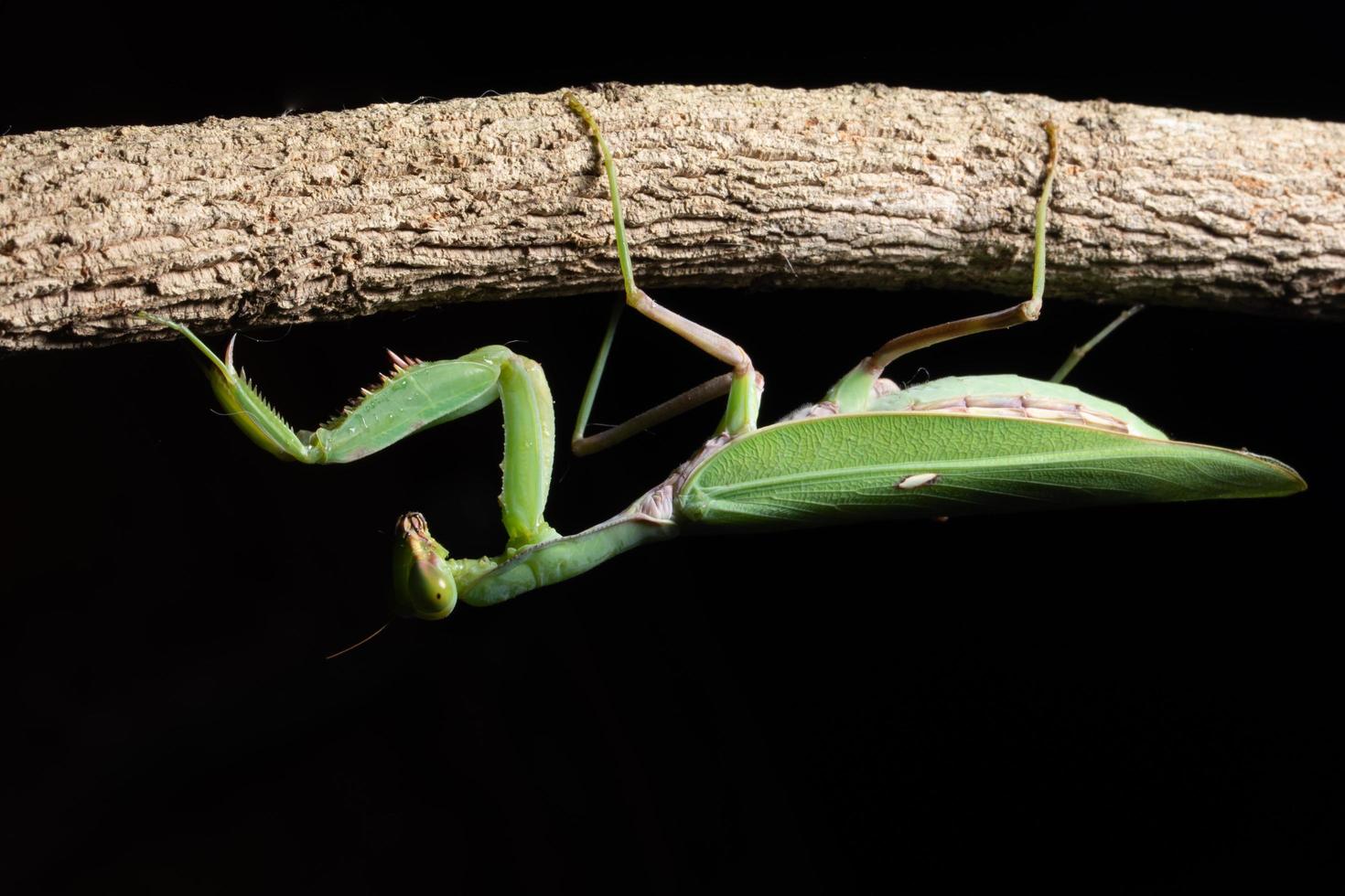 mantis verde en una rama foto