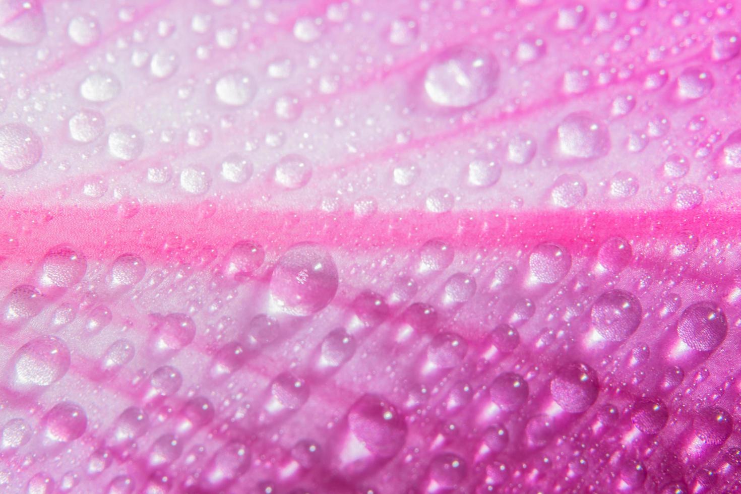 Drops of water on pink petals, close-up photo