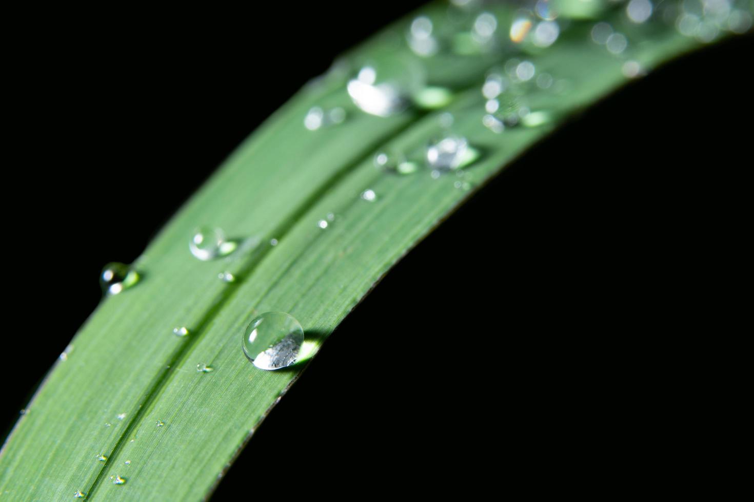 Water drops on plant photo