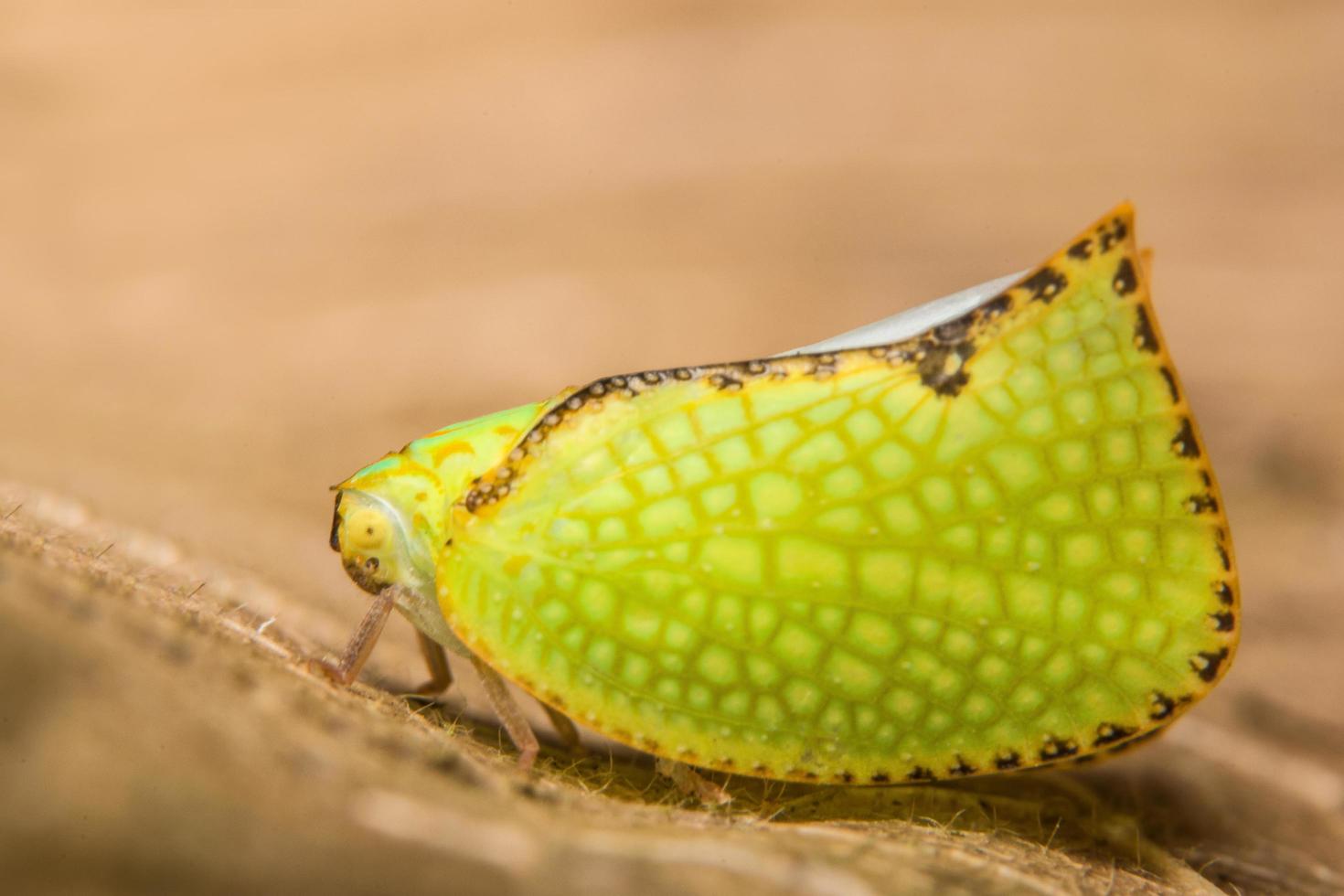 Butterfly on a dry leaf photo