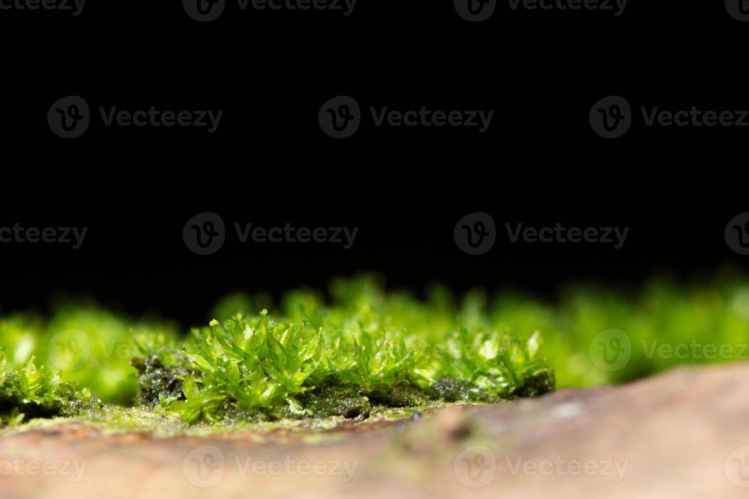 A close up of a green moss on a rock photo
