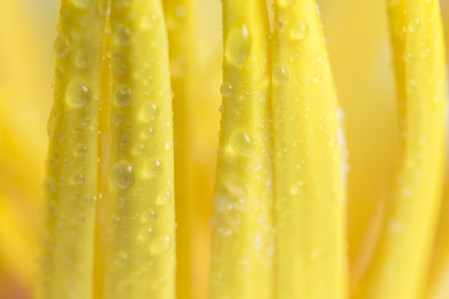 Gotas de agua sobre el polen de loto amarillo, close-up foto