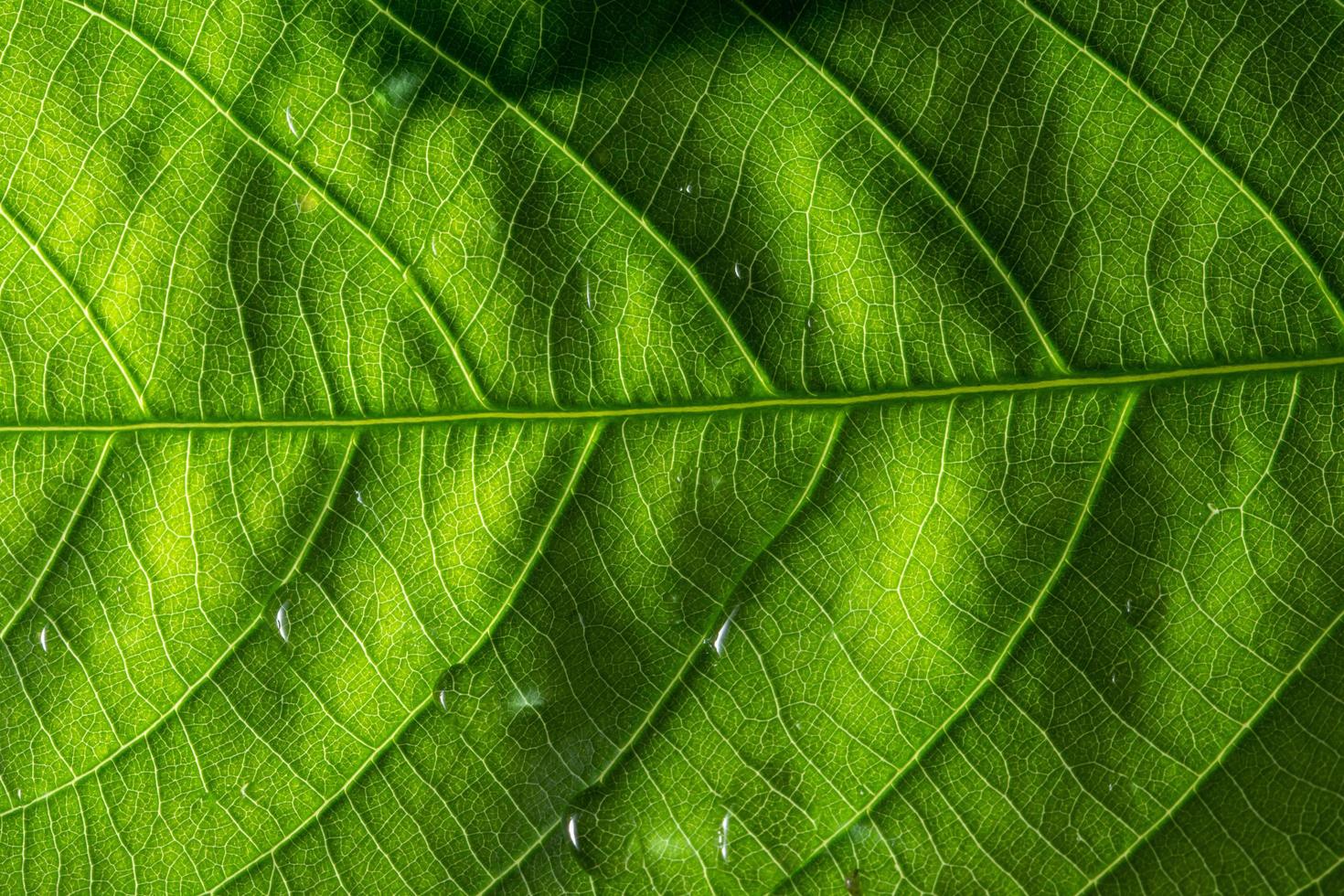 Macro leaf pattern photo