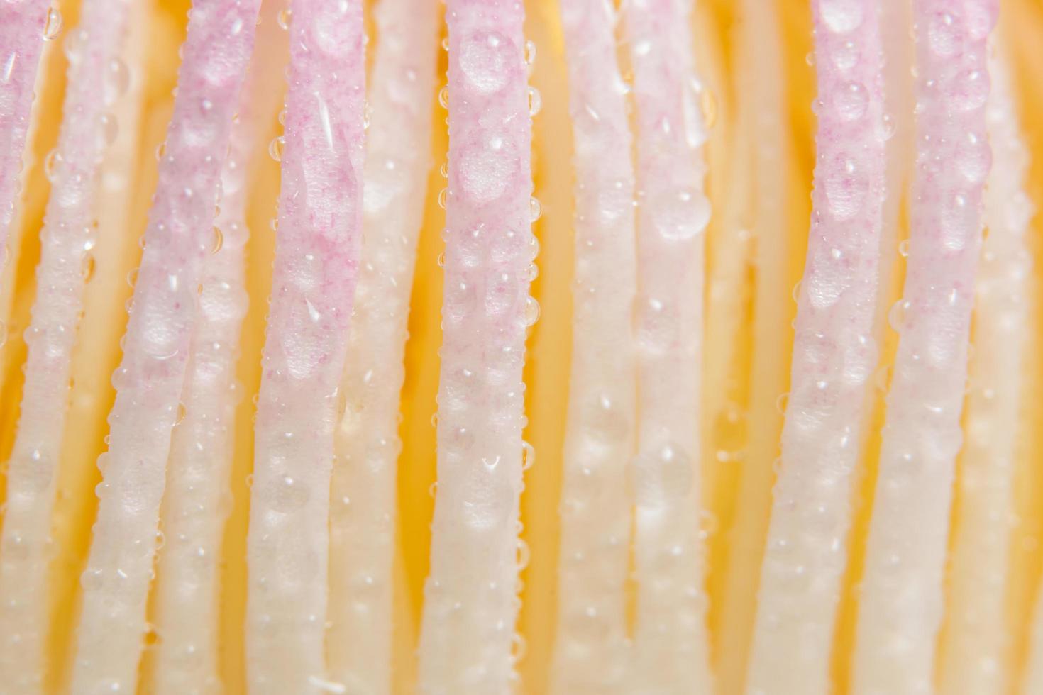 Droplets on a flower photo