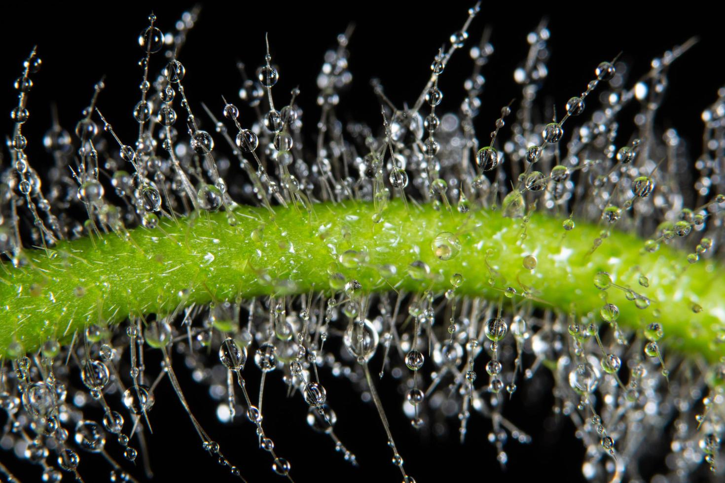 Water drops on plant photo