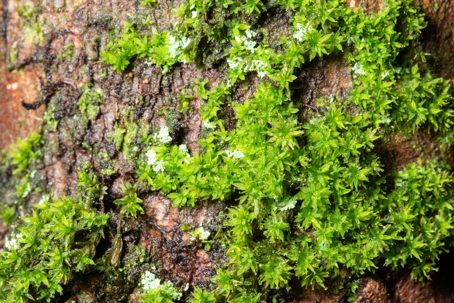 Green moss background photo