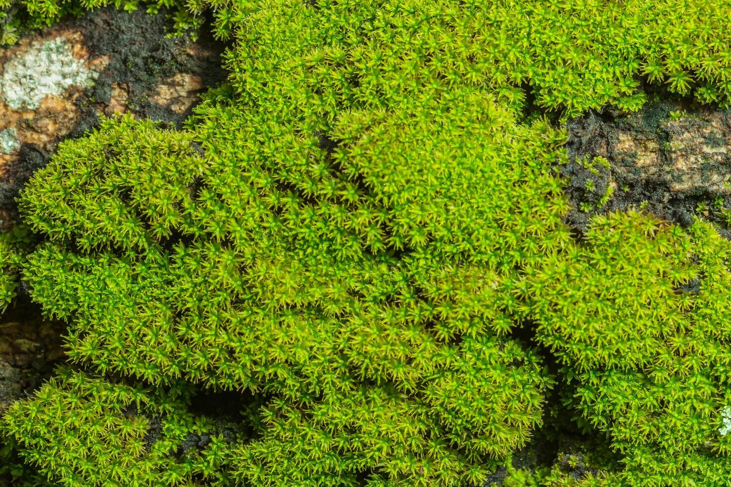 Green moss background photo