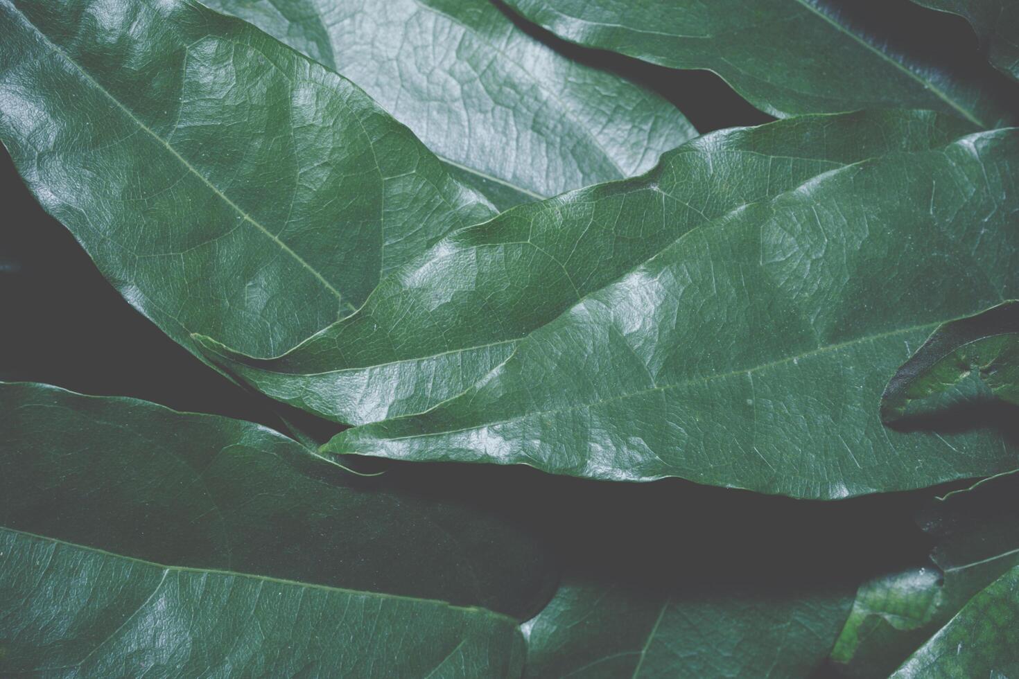 Green leaf background photo