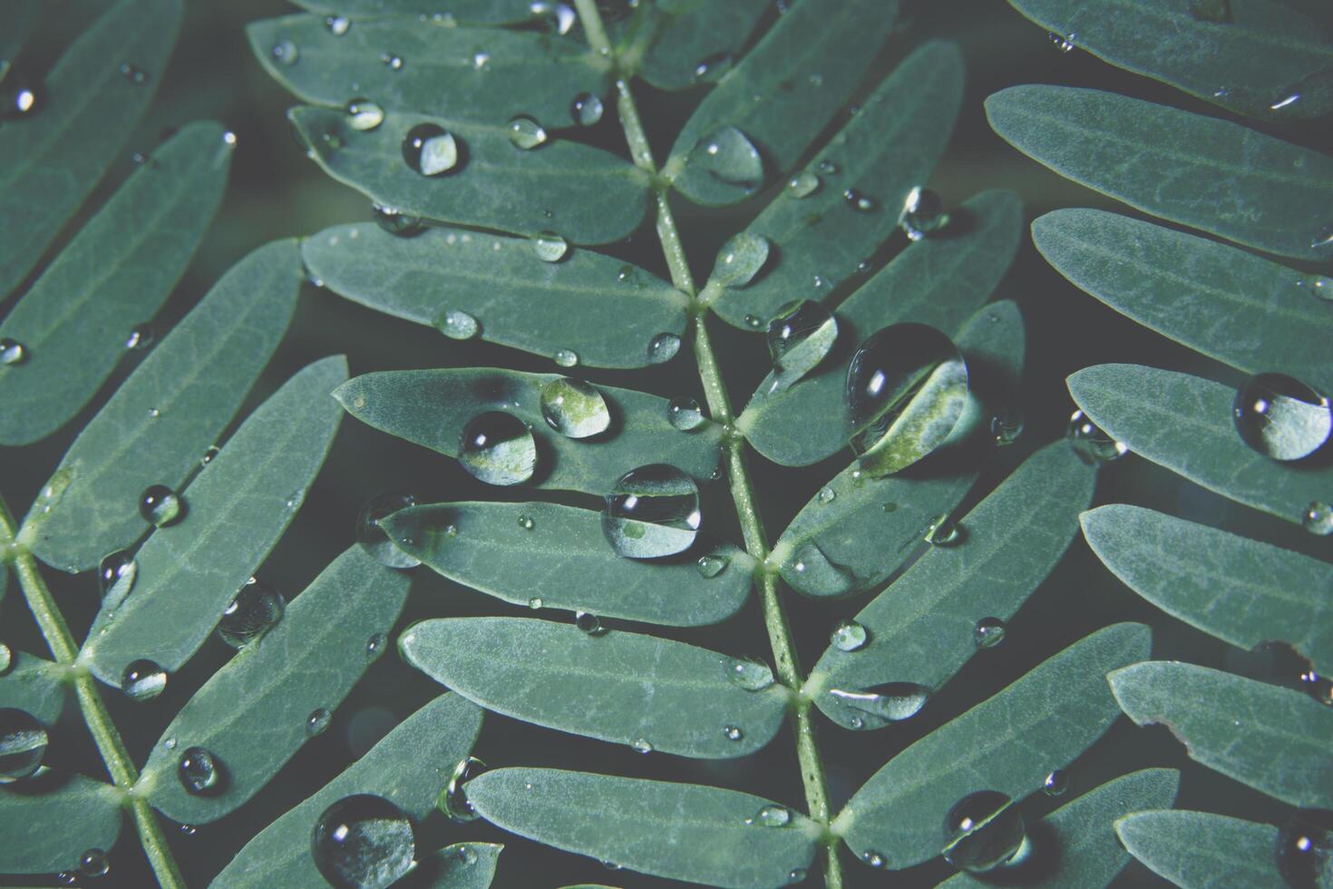 Water drops on a plant photo