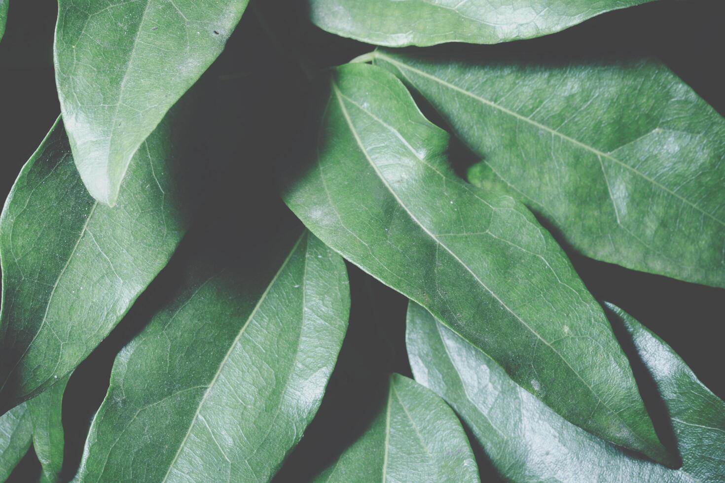 Green leaf background photo