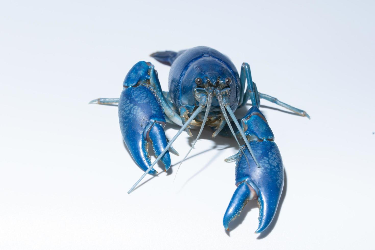 Cangrejos de río Cherax destructor azul sobre fondo blanco. foto