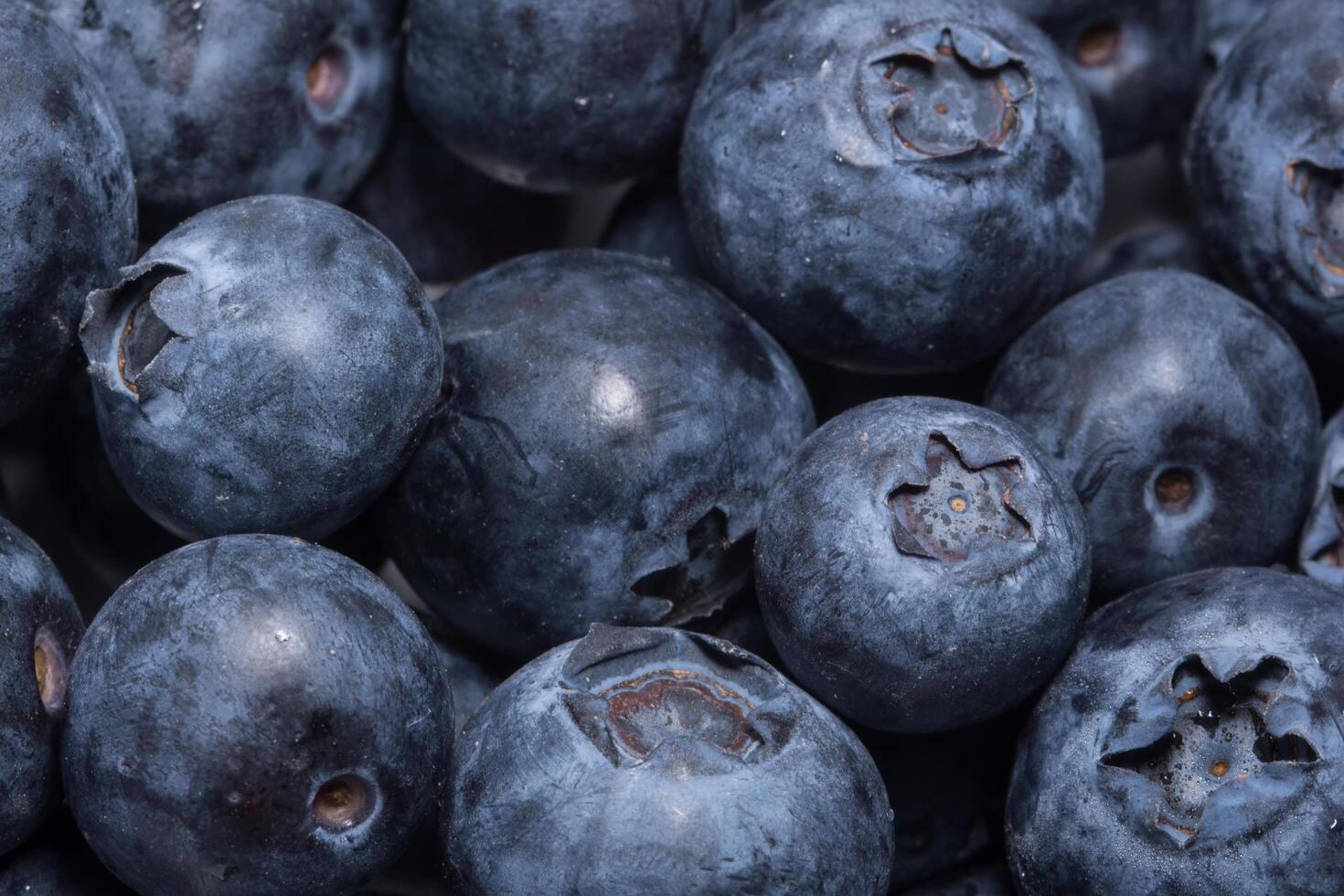 Blueberry close-up photo